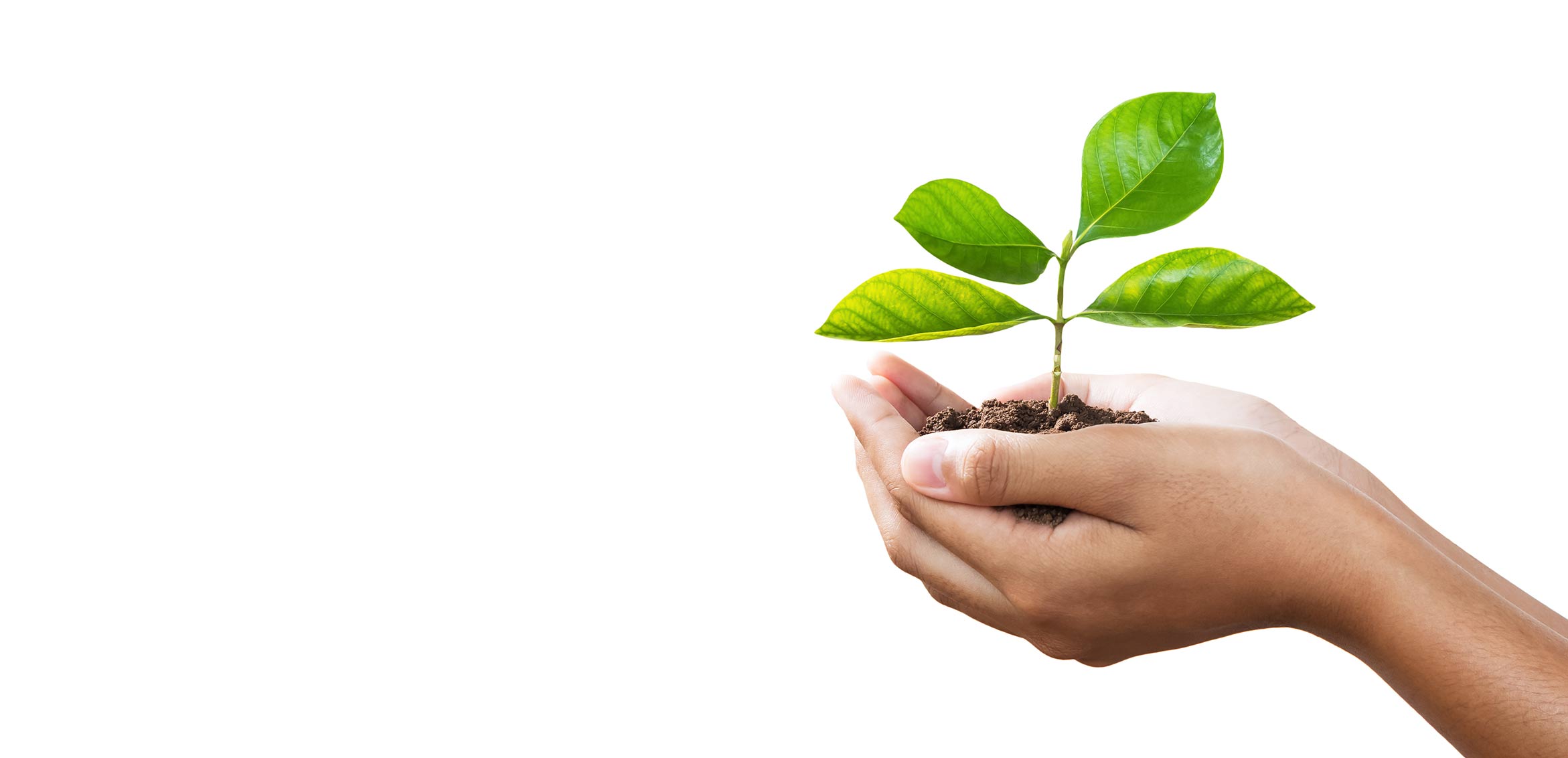 Photo of person holding growing plant